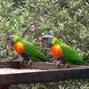 Papagaaien in het wild bij het visitors centre bij Bobin Head
