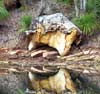 Vreemd stuk rots langs de oever van Smith Creek bij Pittwater
