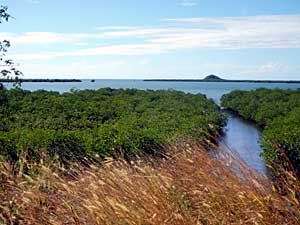 Het kanaaltje tussen de mangroves