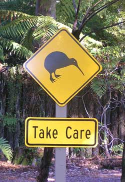 Pas op voor overstekende kiwi's