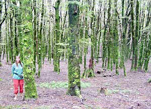 Dory in het bos van de film Lord of the Rings