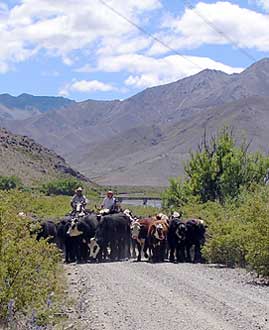 Cows on the road to Molesworth
