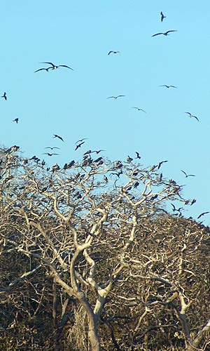 Heel veel vogels op Isla Pacheca