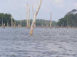 Bomen steken boven het water uit in het Brocopondomeer