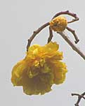 Bloem
