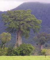 Prachtige oude hoge bomen op Samoa