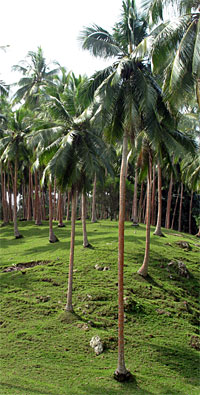 Palmbomen en grasland op de boerderij van Simon